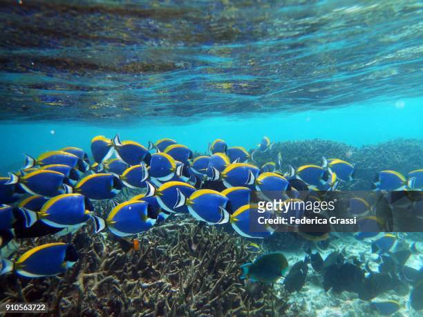 shoal of powderblue surgeonfish (acanthurus leucosternon) - blauer doktorfisch stock-fotos und bilder