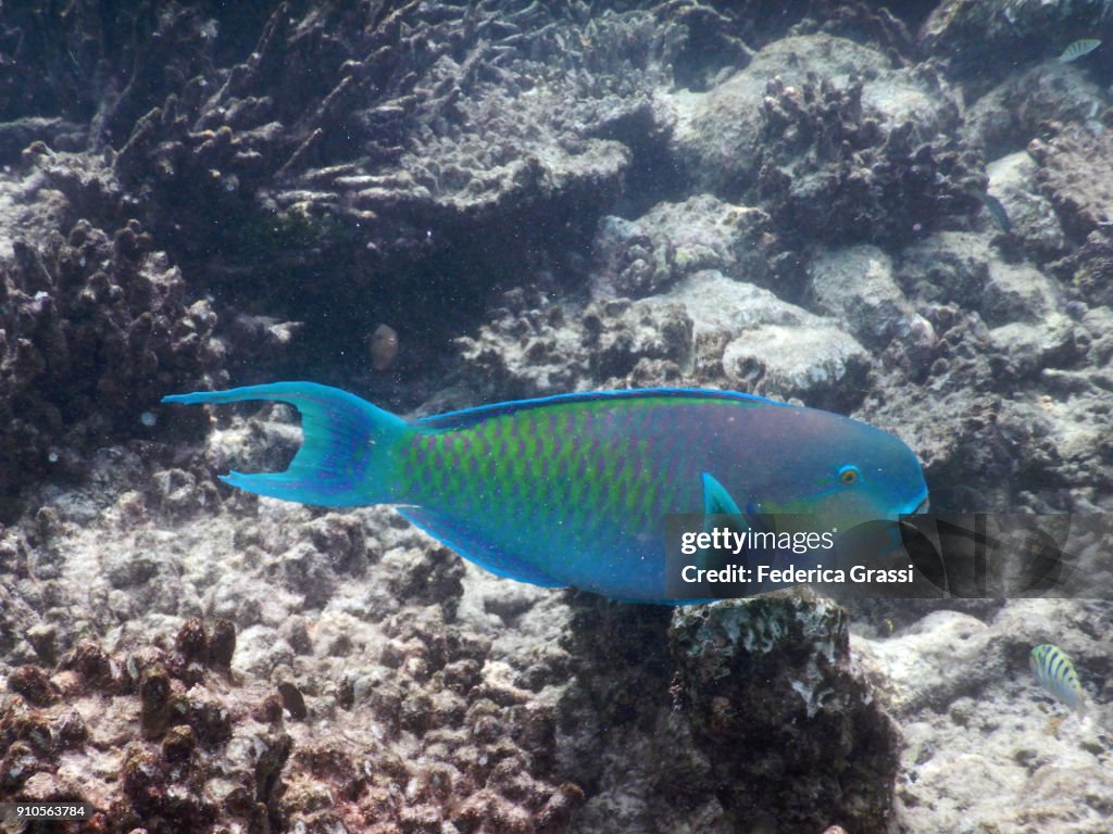 Steephead Parrotfish (Chlorurus microrhinos)