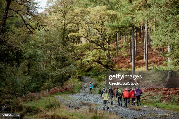 walking in the lake district - walking woods stock pictures, royalty-free photos & images