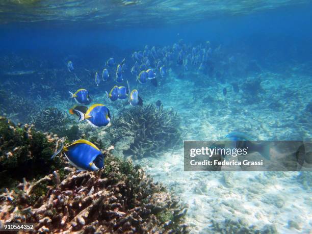 school of powderblue surgeonfish or blue tang fish and a parrotfish - blue tang fish photos et images de collection