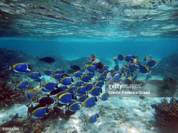 school of powder blue surgeonfish (acanthurus leucosternon) - powder blue tang stockfoto's en -beelden