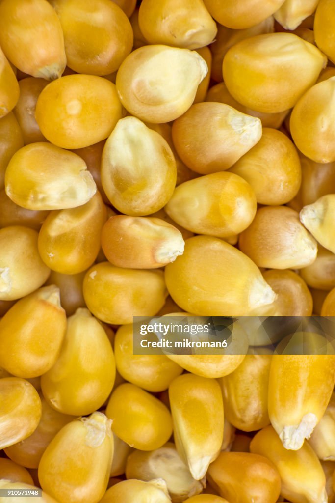 Close up corn grains background