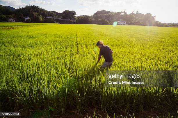 a rice farmer standing in a field of green crops, a rice paddy with lush green shoots. - satoyama scenery stock pictures, royalty-free photos & images