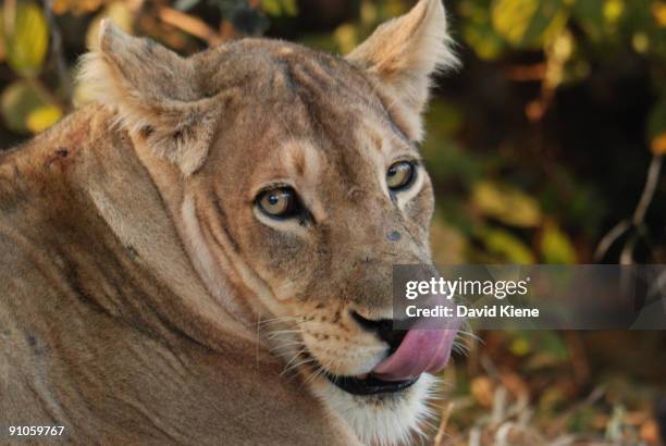 lion tongue, south luangwa national park, zambia - south luangwa national park stockfoto's en -beelden