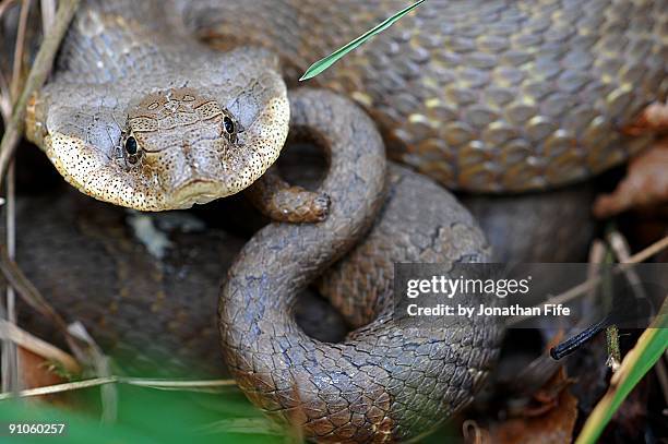 eastern hognose snake - hognose snake fotografías e imágenes de stock