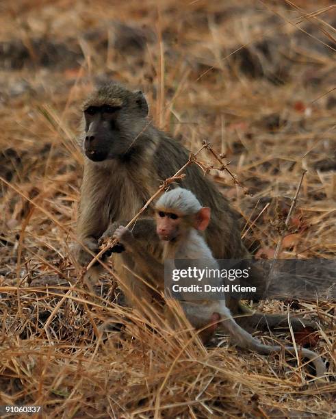 mother baboon with albino baby - albino monkey stock pictures, royalty-free photos & images