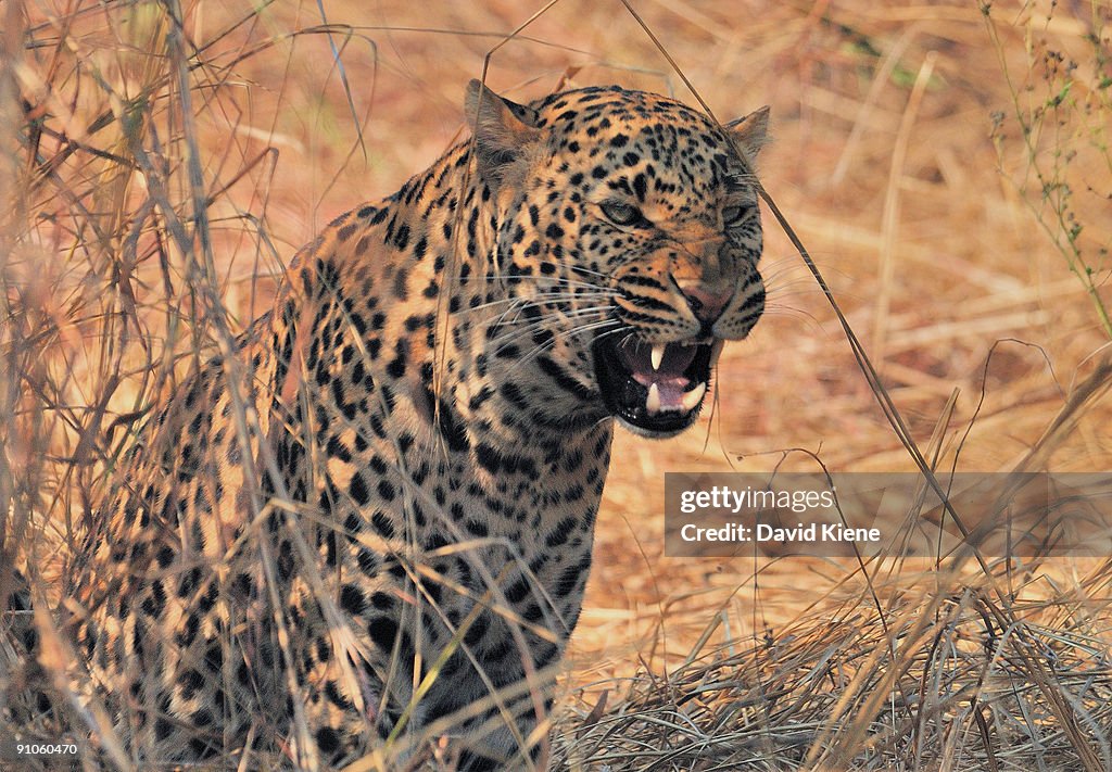 Unhappy Leopard South Luangwa National Park, Zamb