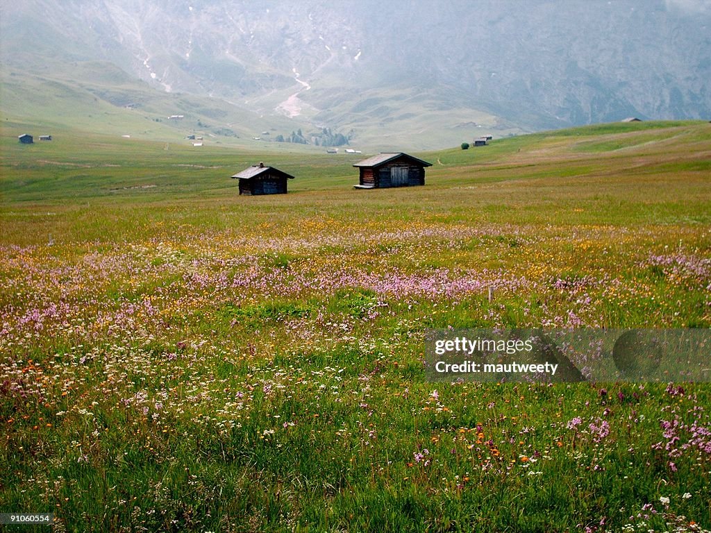 Alpine flowery meadow