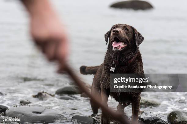 play fetch on the beach - apporteren stockfoto's en -beelden