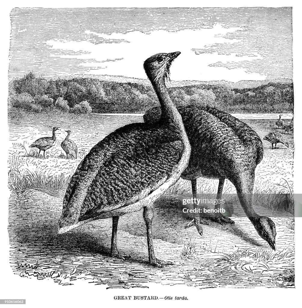 Great Bustard