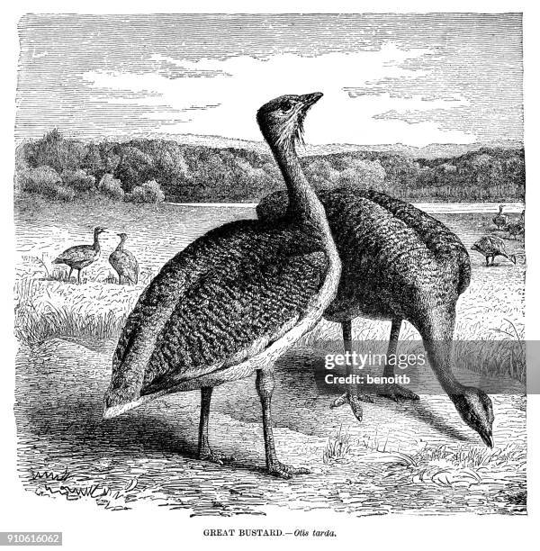 great bustard - great bustard stock illustrations