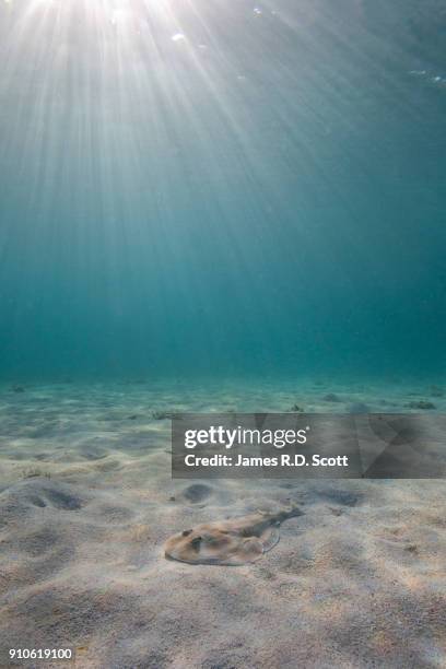 First Ray Lesser Ray Scott Lesser Photos and Premium High Res Pictures - Getty Images