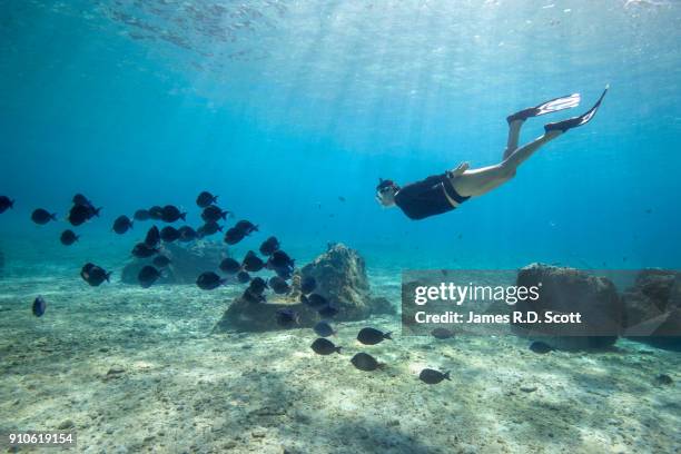 snorkeling in cozumel with school of fish - cozumel fotografías e imágenes de stock