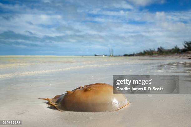 horshoe crab - granchio reale foto e immagini stock