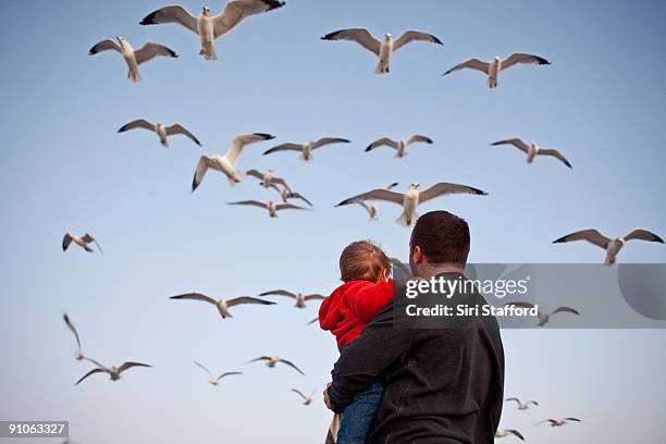 father and son watching seagulls fly overhead - siri stafford stock pictures, royalty-free photos & images