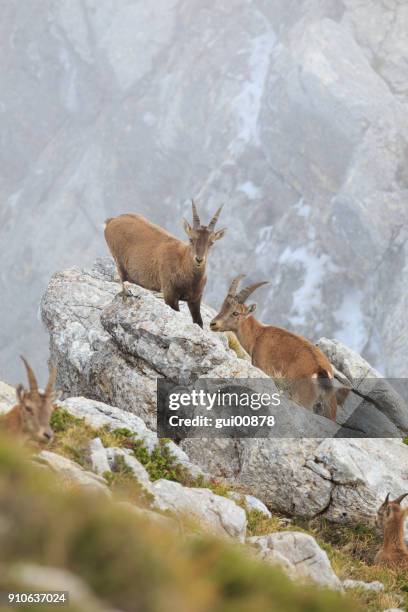 bouquetins dans les alpes - parc naturel régional du vercors photos et images de collection