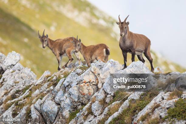 steinbock-familie in den alpen - alpine ibex stock-fotos und bilder