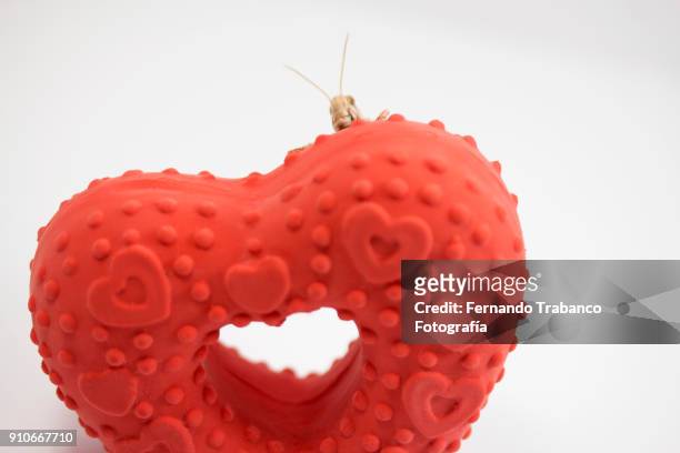 animal behind a red heart - animal antenna stock-fotos und bilder