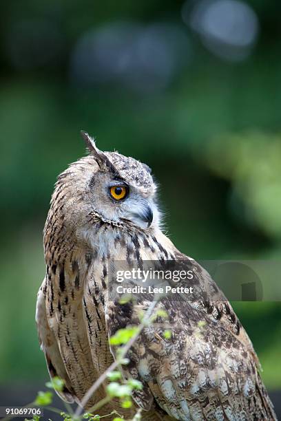 229 Spotted Eagle Owl Stock Photos and High-Res Images - Getty Images