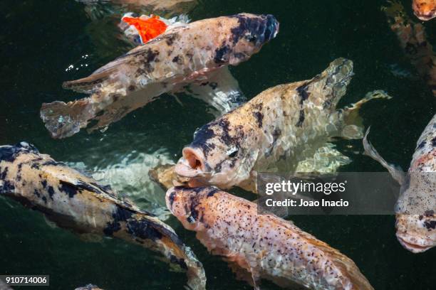 carps at the tirta empul temple (hindu balinese water temple), bali, indonesia - tirta empul temple stock pictures, royalty-free photos & images