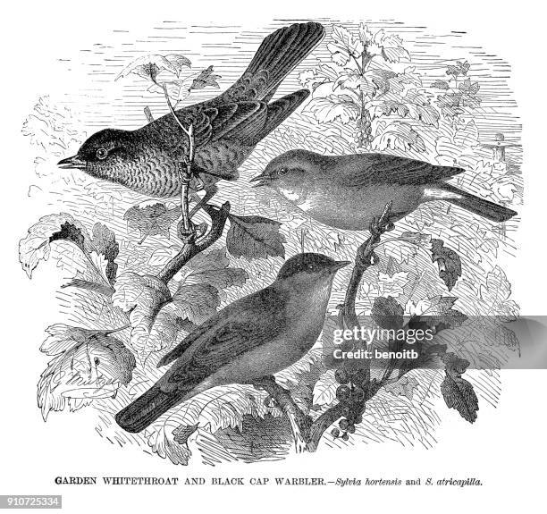 garden whitethroat and black cap warbler - warbler stock illustrations