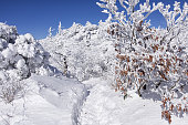 Winter Mountain Trail