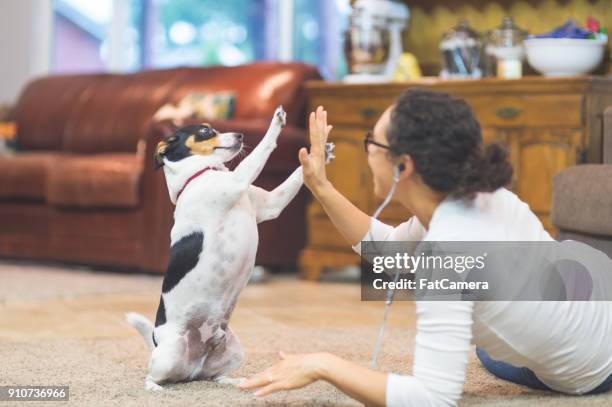 the joy of living with pets - animal tricks stock pictures, royalty-free photos & images