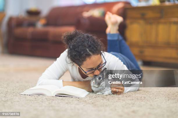 the joy of living with pets - fat bunny stock pictures, royalty-free photos & images