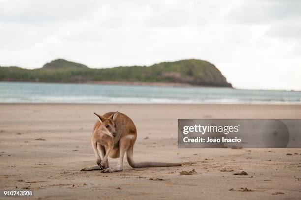 wallaby eating at casuarina beach, cape hillsborough national park, australia - wallaby foto e immagini stock