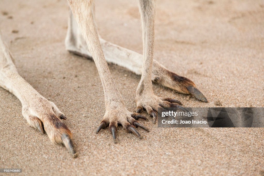 Closeup Of A Kangaroo Feet And Claws At Casuarina Beach Cape closeup-of-a-kangaroo-feet-and-claws-at-casuarina-beach-cape