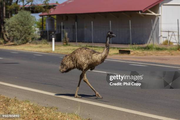 australian emu - longreach stock pictures, royalty-free photos & images