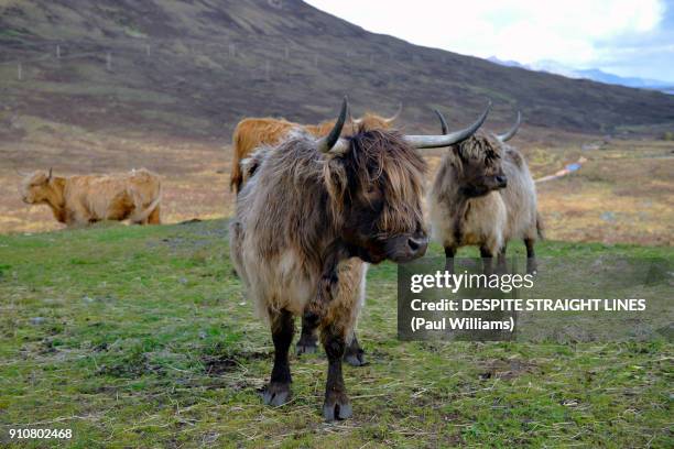 bò ghàidhealach (heilan coo), isle of skye, scotland - highland coo stock pictures, royalty-free photos & images