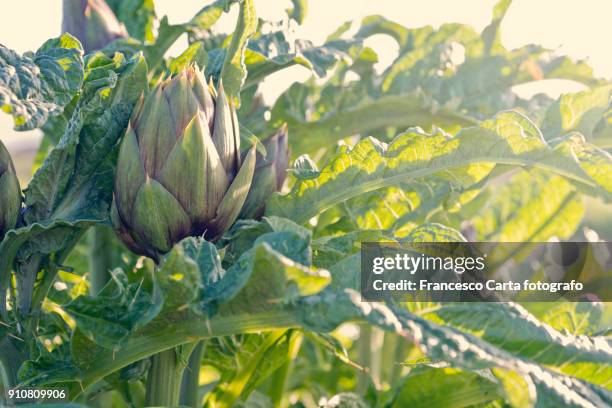 artichoke - artichoke stock pictures, royalty-free photos & images