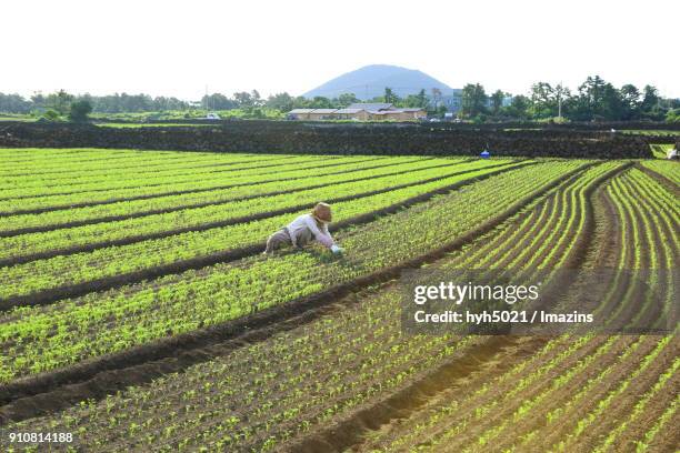 landscape of carrot field - stone wall garden stock pictures, royalty-free photos & images