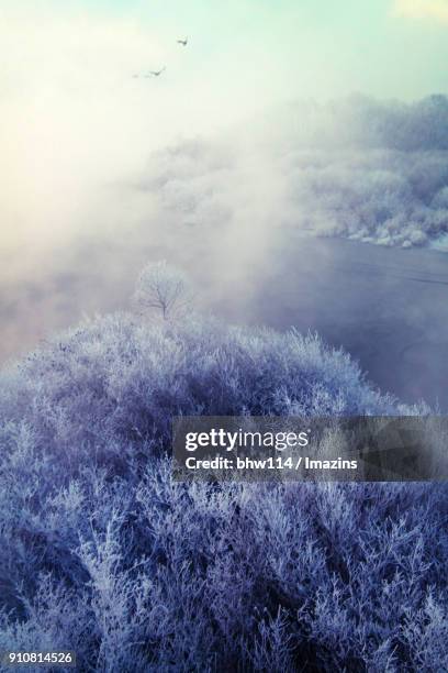 view of snow-scene of soyang forest - chuncheon fotos stock-fotos und bilder