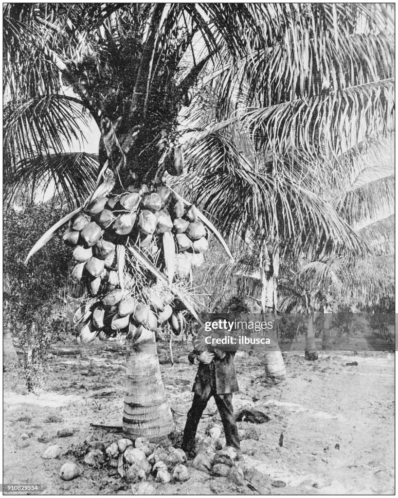 Antique photograph of World's famous sites: Coconut Palm Tree, Florida