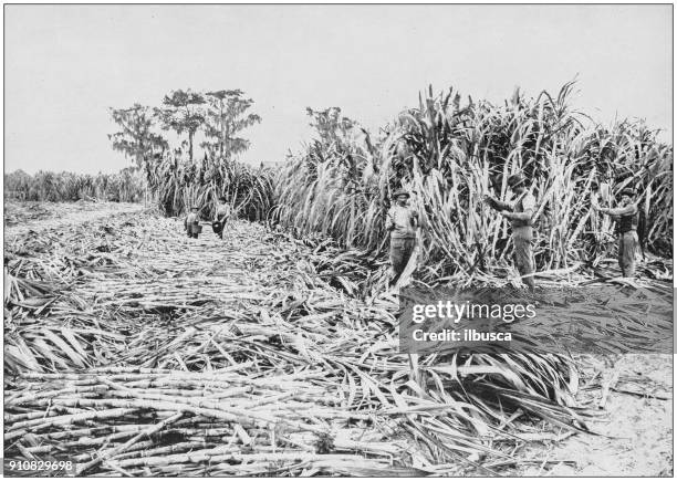 antique photograph of world's famous sites: sugar plantation, florida - plantation florida stock illustrations