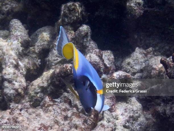 powderblue surgeonfish (blue tang fish) - blue tang fish photos et images de collection