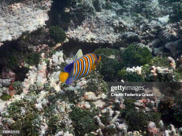 regal angelfish (pygoplites diacanthus) - royal angelfish stock pictures, royalty-free photos & images