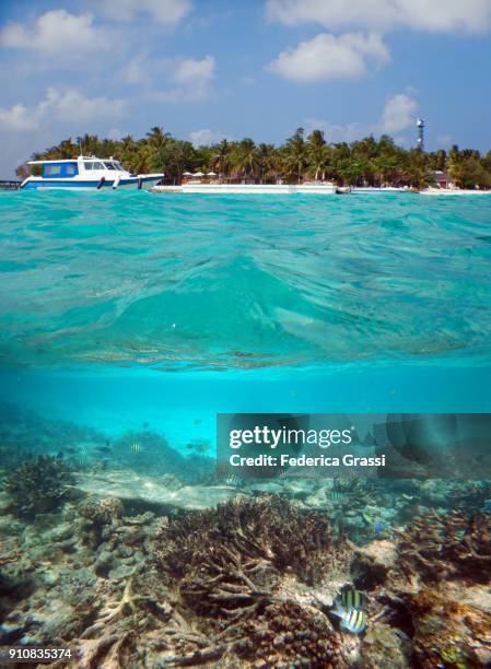 damselfish on bleached coral reef and white sand beach - sergeant major fish stock pictures, royalty-free photos & images