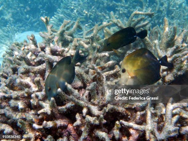 surgeonfish on acropora coral - zebrasoma veliferum stock pictures, royalty-free photos & images