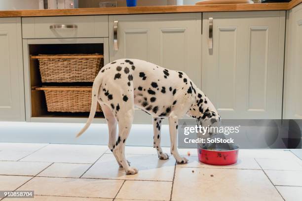 dálmata comiendo su cena - comida para perro fotografías e imágenes de stock