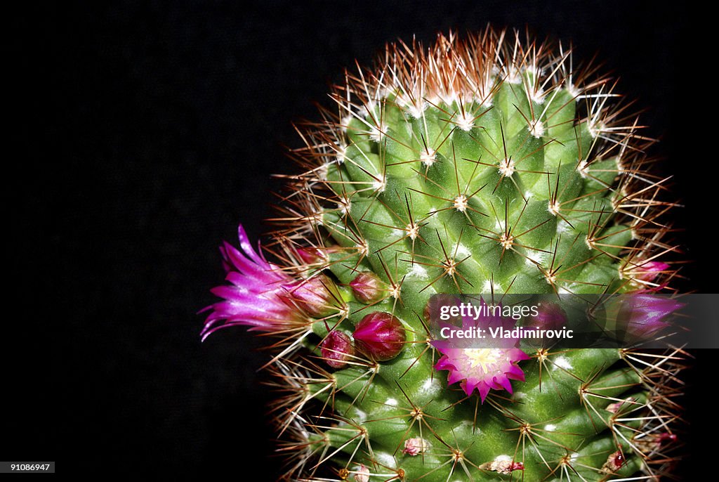 Blühenden cactus