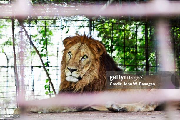 lions , kampot - lion cage stock pictures, royalty-free photos & images