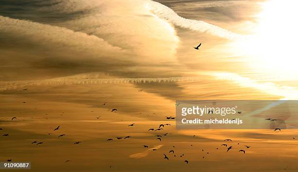sunrise birds - golden clouds stockfoto's en -beelden