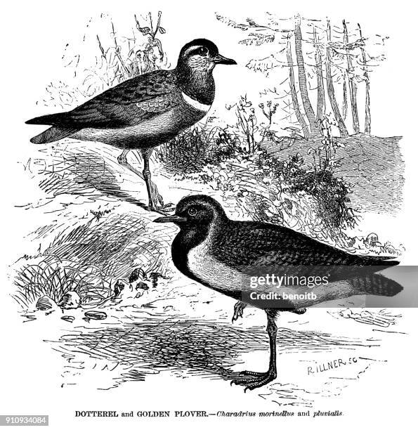 dotterel and golden plover - golden plover stock illustrations