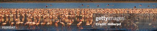 seis millones de rosa flamencos - lake nakuru fotografías e imágenes de stock