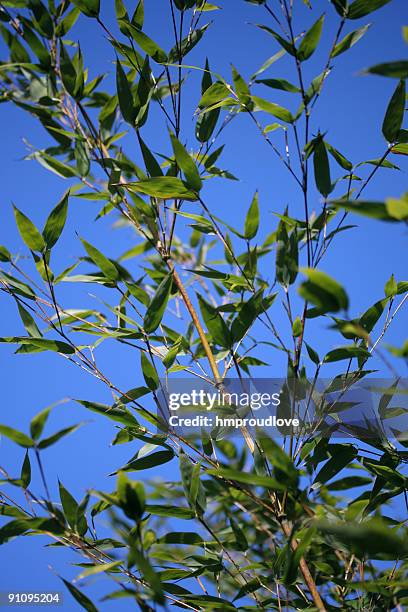 black bamboo - black bamboo stock pictures, royalty-free photos & images