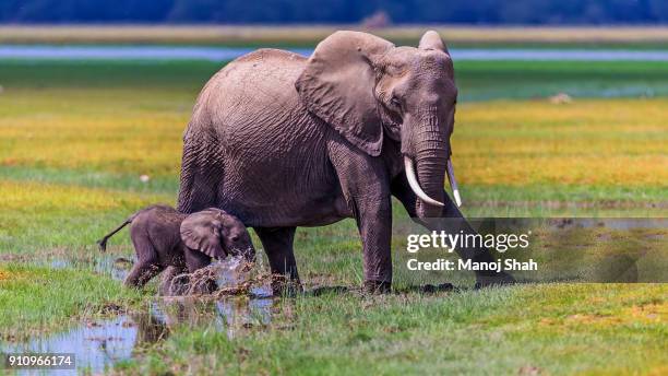 african elephant  mother and baby walking in marsh - baby elephant walking stock pictures, royalty-free photos & images