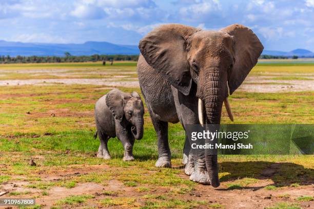 african elephant mother and baby walking - shadow following stock pictures, royalty-free photos & images